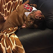 Geronimo is registered to the contest to win money with this photo: