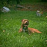 Geronimo is registered to the contest to win money with this photo: