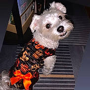 Hazel is registered to the contest to win money with this photo: adorable, animal, carpet, companion, costume, cute, decorative_clothing, dog, domestic, friendly, fur, halloween, indoor, looking_back, orange_bow, pet, playful, portrait, small_dog, white_dog