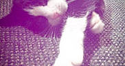 Sox is registered to the contest to win money with this photo: