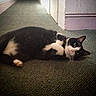 Sox is registered to the contest to win money with this photo: