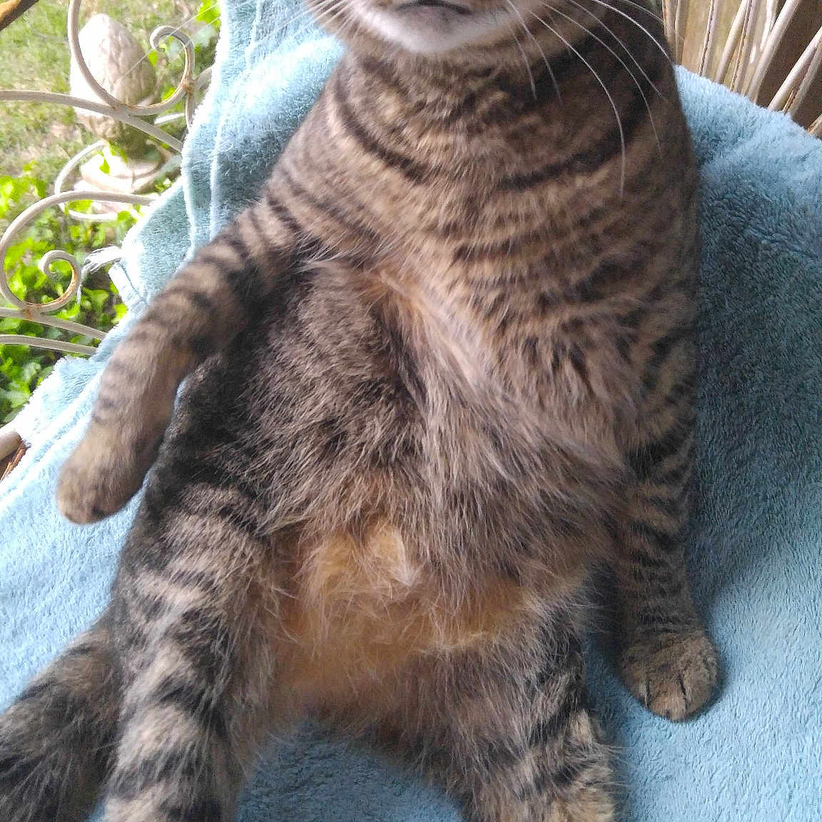 Tiny Tail joined the competition — help win amazing prizes! american_bobtail, arabian_mau, asian, california_spangled, carnivore, cat, domestic_short_haired_cat, dragon_li, egyptian_mau, european_shorthair, felidae, german_rex, mammal, pixie_bob, small_to_medium_sized_cats, tabby_cat, toyger, vertebrate, whiskers, wild_cat