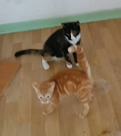 Zidane participe au concours pour gagner de l'argent avec cette photo : carnivore, cat, comfort, domestic_short_haired_cat, fawn, felidae, flooring, fur, hardwood, laminate_flooring, paw, room, small_to_medium_sized_cats, snout, tail, varnish, whiskers, wood, wood_flooring, wood_stain