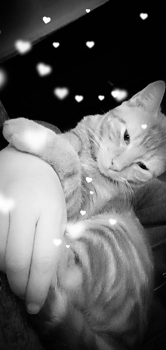 Zidane participe au concours pour gagner de l'argent avec cette photo : black_and_white, carnivore, cat, comfort, darkness, domestic_short_haired_cat, felidae, flash_photography, foot, fur, gesture, human_leg, monochrome, monochrome_photography, paw, small_to_medium_sized_cats, snout, style, tail, whiskers