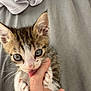 kitten, cat, paw, claw, hand, finger, playing, cute, pet, young, fur, whiskers, indoor, closeup, animal, tabby, gray_background, soft_texture, curious, small