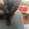 Kitty participe au concours pour gagner de l'argent avec cette photo : cat, kitten, black_cat, pet, animal, fur, whiskers, ear, paw, close_up, indoor, window_light, blurred_background, human_leg, denim, resting, cute, young, feline, domestic_animal