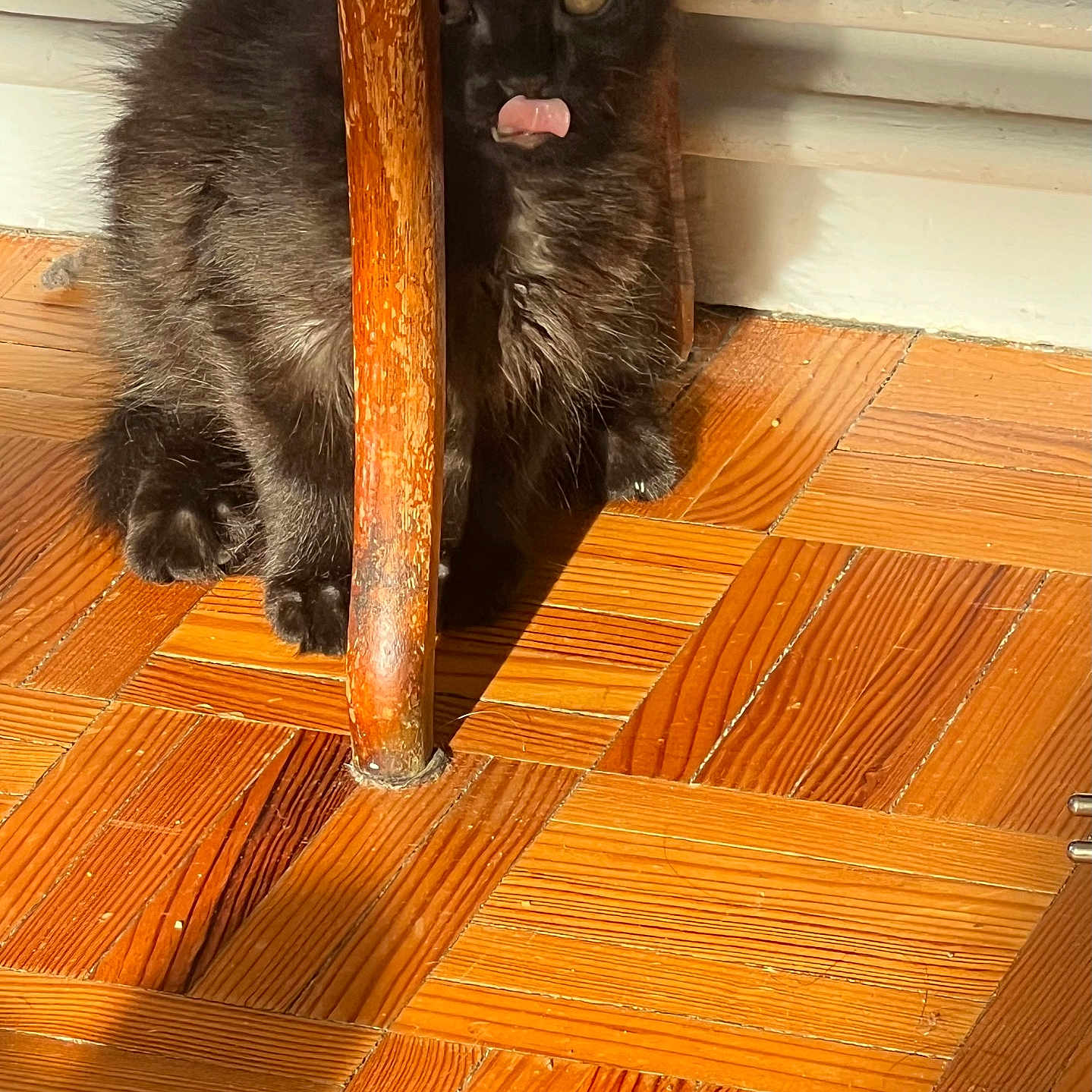Kitty participe au concours pour gagner de l'argent avec cette photo : kitten, black_cat, wooden_floor, chair_leg, tongue_out, pet, indoor, sunlight, shadow, playful, furry, cute, animal, flooring, home, domestic_cat, tiny_paws, curious, feline, young_cat