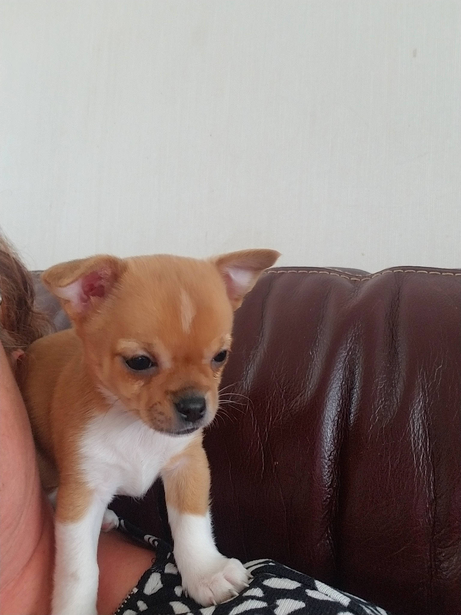 Doly participe au concours pour gagner de l'argent avec cette photo : canidae, caramel_color, carnivore, chihuahua, companion_dog, corgi_chihuahua, dog, dog_breed, fawn, mammal, miniature_fox_terrier, puppy, puppy_love, snout, toy_dog, vertebrate