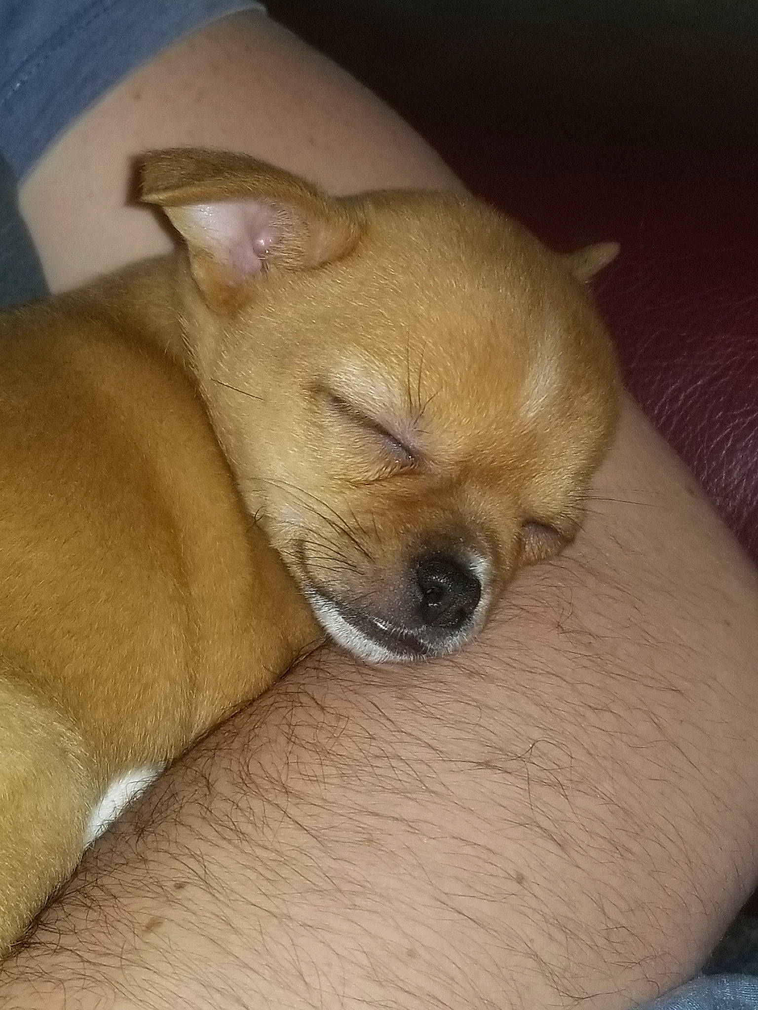 Doly a rejoint le concours — aidez-le/la à gagner de superbes lots ! canidae, carnivore, chihuahua, companion_dog, dog, dog_breed, ear, fawn, mammal, non_sporting_group, puppy, rare_breed_dog, snout, toy_dog