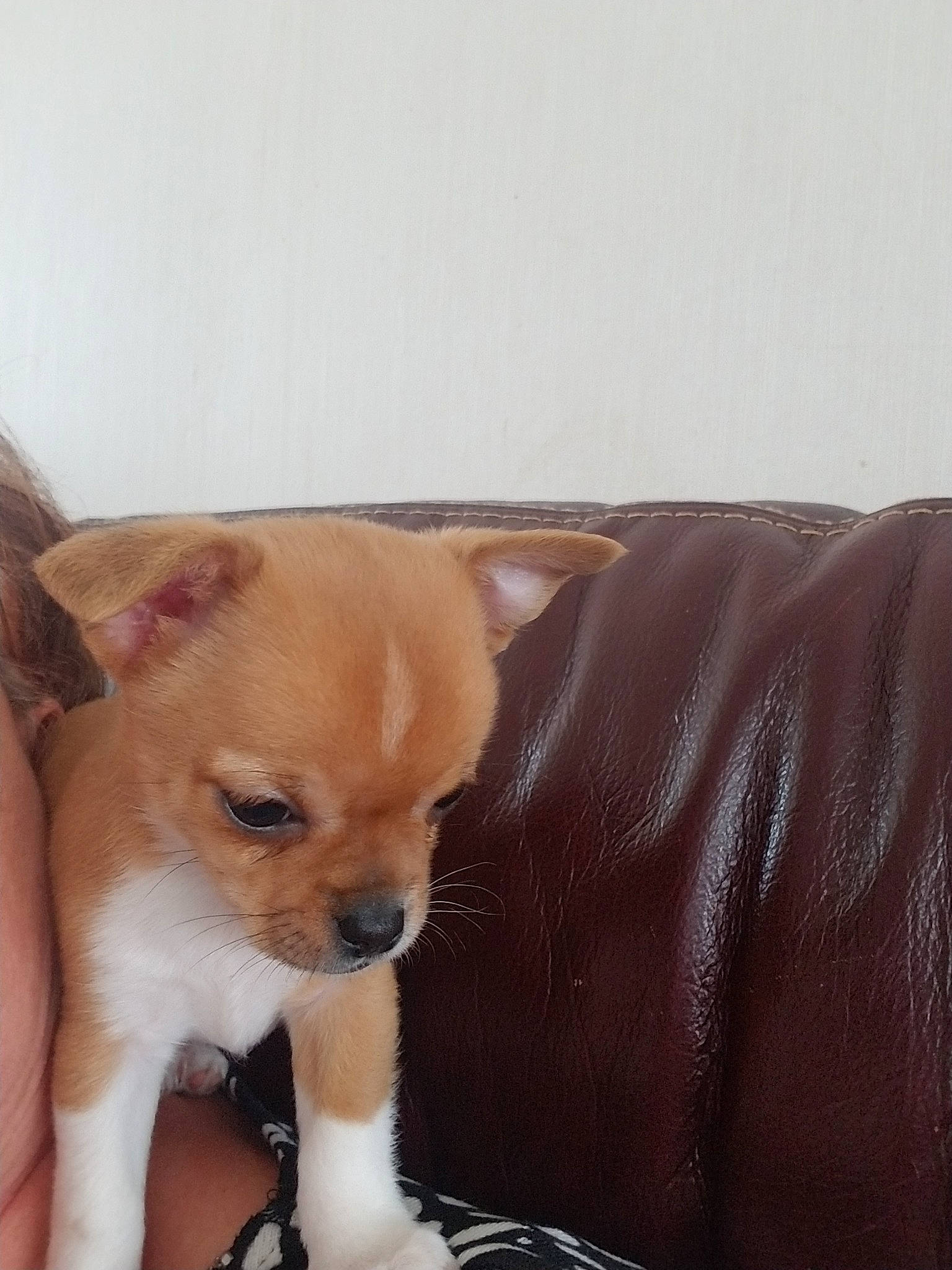 Doly participe au concours pour gagner de l'argent avec cette photo : canidae, carnivore, chihuahua, companion_dog, corgi_chihuahua, dog, dog_breed, ear, fawn, mammal, non_sporting_group, nose, pomeranian, puppy, puppy_love, skin, snout, toy_dog, vertebrate, whiskers