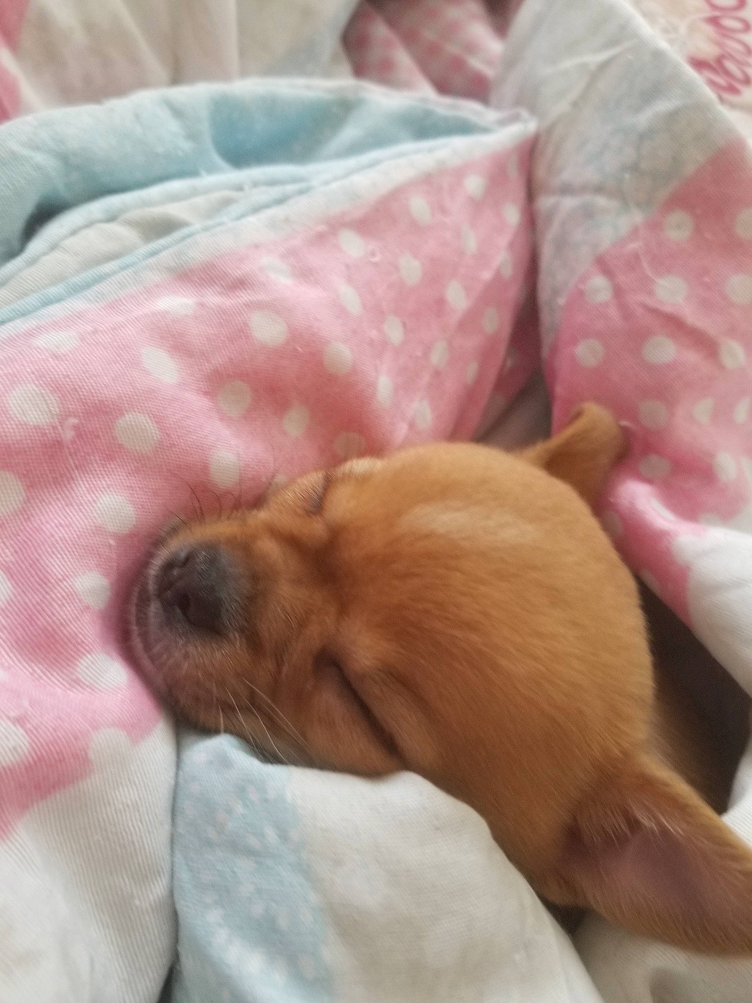 Doly participe au concours pour gagner de l'argent avec cette photo : canidae, carnivore, chihuahua, companion_dog, dog, dog_breed, fawn, nap, puppy, puppy_love, snout, sporting_group