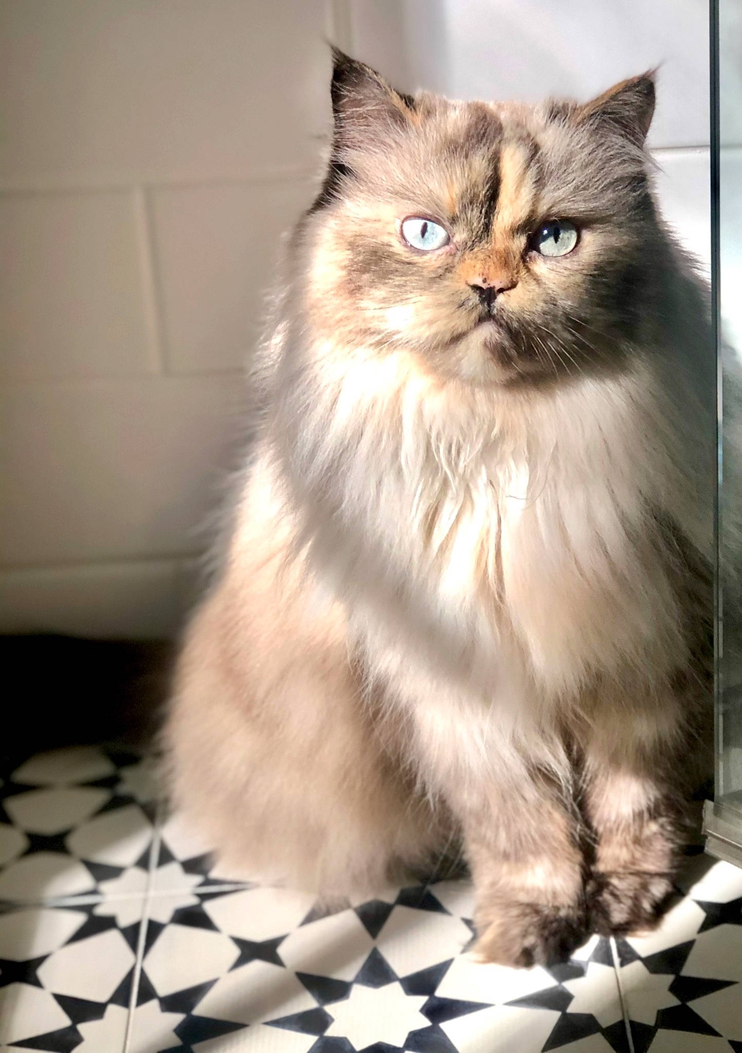 Lola is registered to the contest to win money with this photo: british_longhair, carnivore, cat, fawn, felidae, flooring, fur, pattern, persian, ragdoll, small_to_medium_sized_cats, snout, terrestrial_animal, whiskers