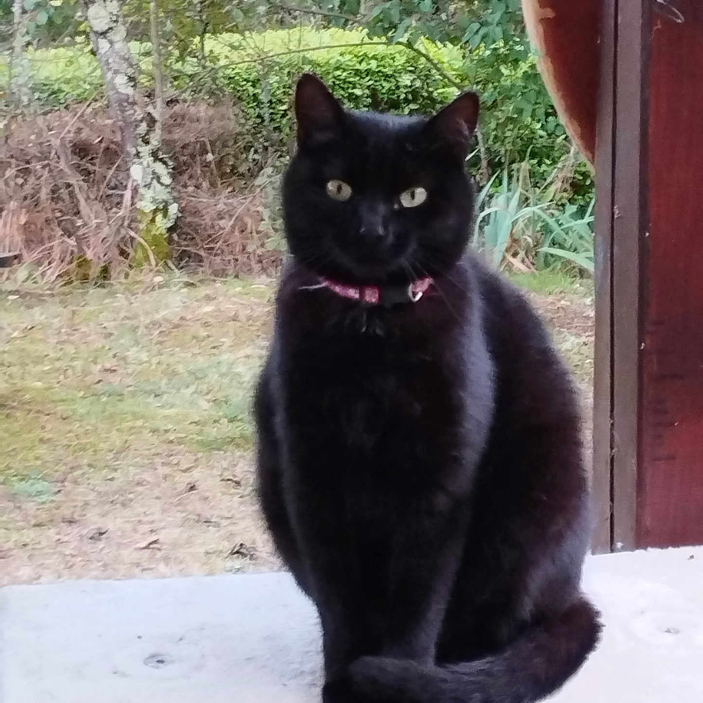 Soja a rejoint le concours — aidez-le/la à gagner de superbes lots ! animal, backyard, blackcat, cat, cookware, jar, manx, nature, outdoors, pet, plant, planter, pot, pottedplant, pottery, slate, soil, tree, vase, yard