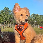 Zion is registered to the contest to win money with this photo: puppy, dog, orange_harness, park, sunny, blue_sky, green_trees, grass, outdoor, pet, animal, fur, cute, playground, daytime, canine, resting, bench, nature, friendship