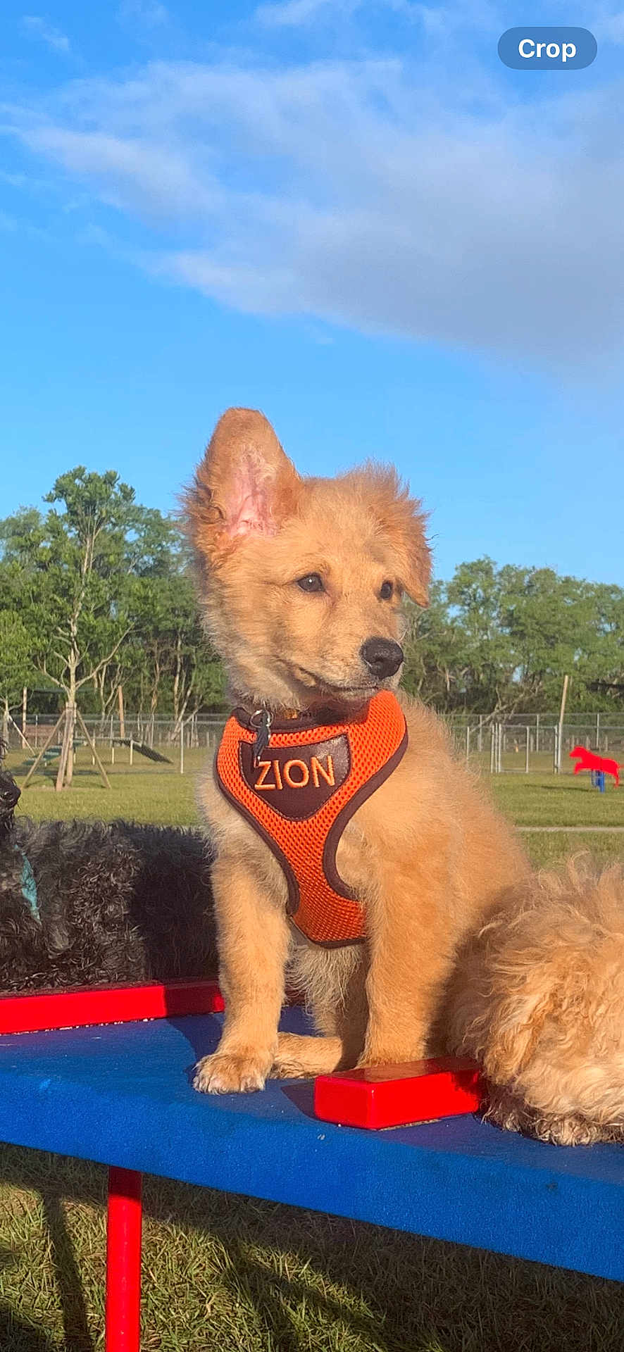 Zion is registered to the contest to win money with this photo: puppy, dog, orange_harness, park, sunny, blue_sky, green_trees, grass, outdoor, pet, animal, fur, cute, playground, daytime, canine, resting, bench, nature, friendship