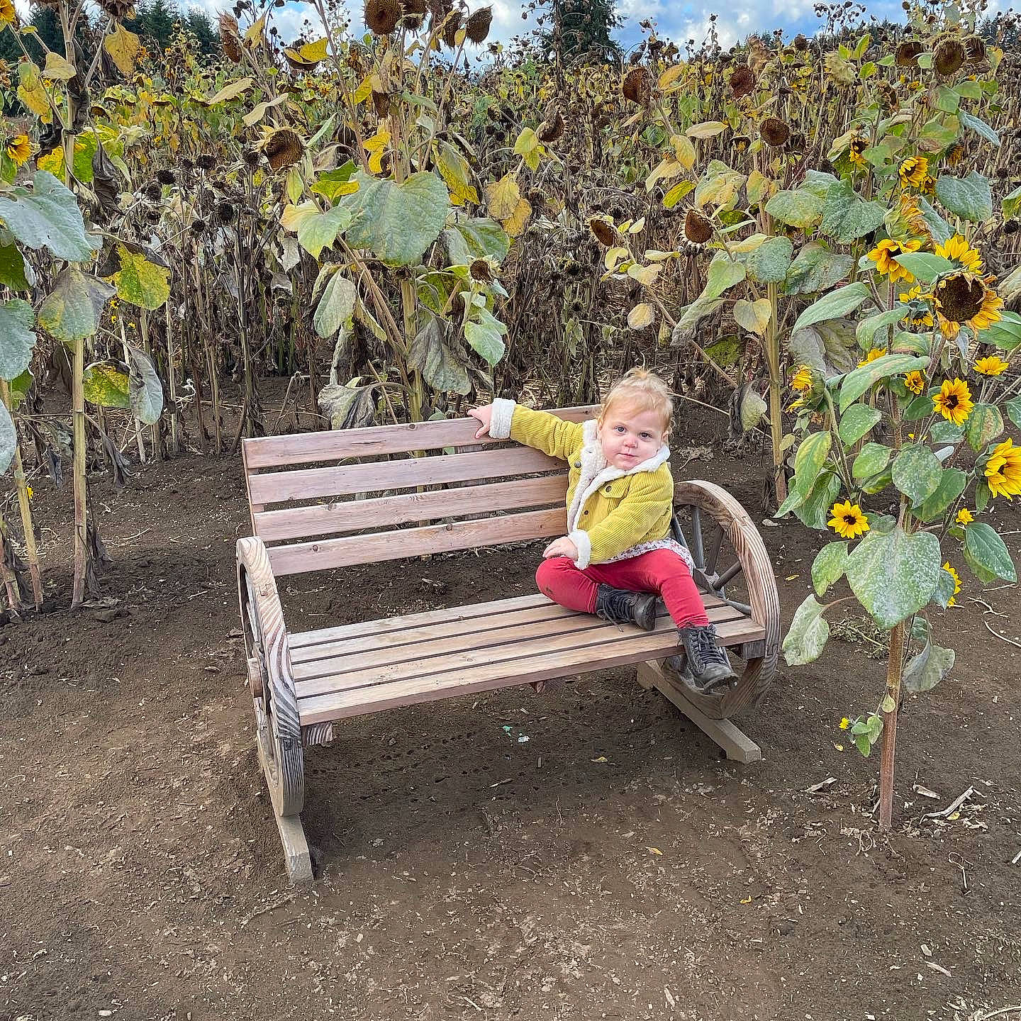 Phoenix joined the competition — help win amazing prizes! annual_plant, bench, botany, comfort, flower, furniture, garden, grass, leisure, outdoor_bench, outdoor_furniture, people_in_nature, person, plant, sitting, sky, soil, street_furniture, toddler, tree