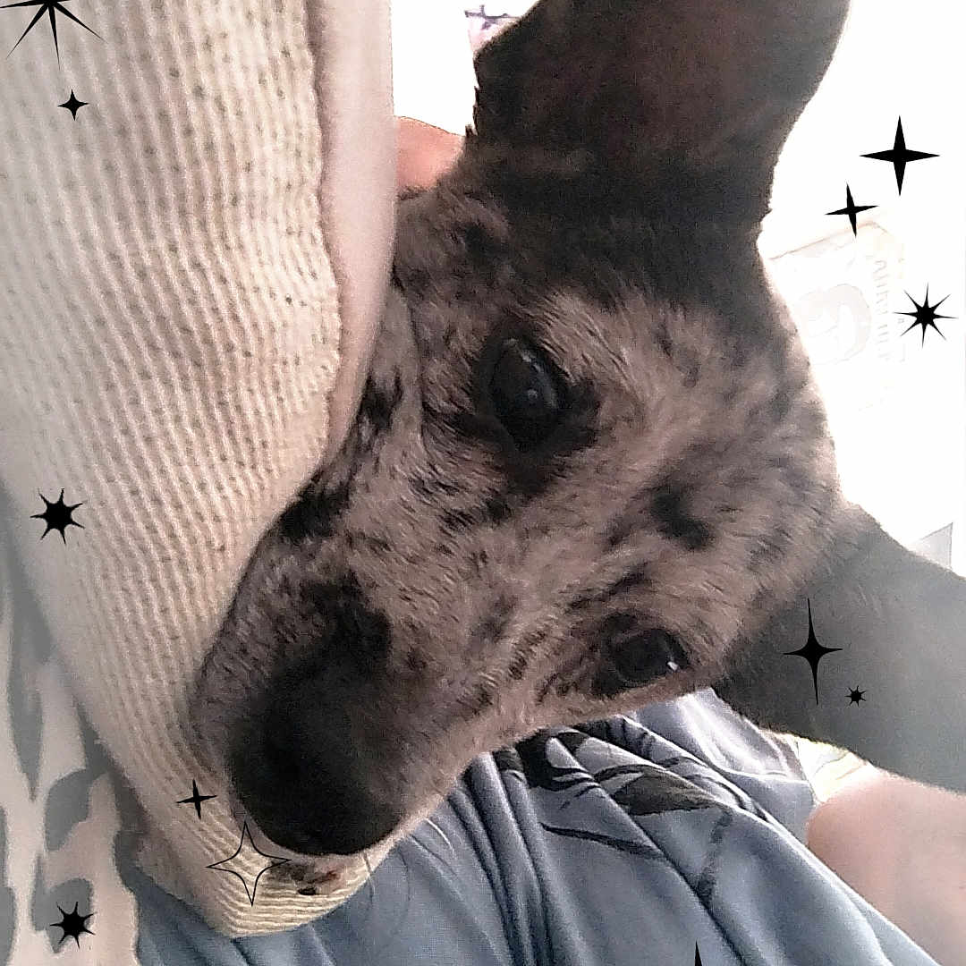 Hugo