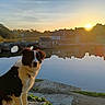 animal, bridge, building, cloud, dog, grass, house, landscape, nature, outdoor, path, pet, quiet, reflection, river, scenic, sky, sunset, village, water