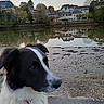 Api participe au concours pour gagner de l'argent avec cette photo : dog, black_and_white, outdoor, water, reflection, houses, trees, sky, pavement, leash, nature, calm, animal, pet, riverbank, evening, landscape, canine, park, residential_area