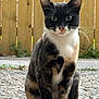 alert, animal, calico, cat, curious, daylight, domestic, ears, fence, fur, gravel, green_eyes, mammal, nature, outdoor, pet, portrait, quiet, sitting, whiskers