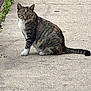animal, cat, concrete, curious, daylight, ears, fence, fur, greenery, looking, nature, outdoor, paws, pet, sidewalk, sitting, tabby, tail, urban, whiskers
