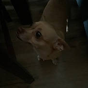 Matilda joined the competition — help win amazing prizes! dog, pet, indoor, floor, wooden_floor, animal, brown_dog, small_dog, looking_up, dark, shadow, furniture, table_leg, canine, companion, domestic, household, flooring, indoor_lighting, low_light