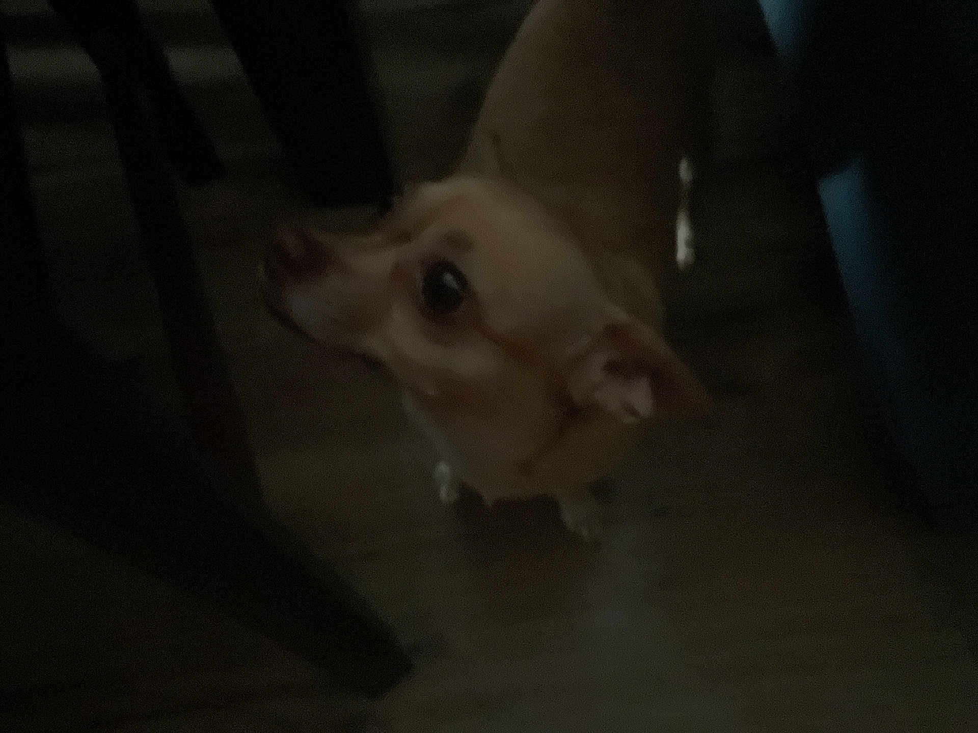 Matilda joined the competition — help win amazing prizes! dog, pet, indoor, floor, wooden_floor, animal, brown_dog, small_dog, looking_up, dark, shadow, furniture, table_leg, canine, companion, domestic, household, flooring, indoor_lighting, low_light