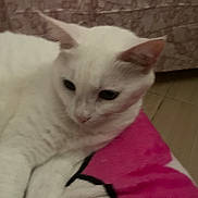 Luna joined the competition — help win amazing prizes! white_cat, cat, pet, animal, indoor, blanket, pink, feline, fur, relaxed, laying_down, domestic_animal, cute, soft, resting, ears, whiskers, floor, calm, side_view