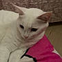 white_cat, cat, pet, animal, indoor, blanket, pink, feline, fur, relaxed, laying_down, domestic_animal, cute, soft, resting, ears, whiskers, floor, calm, side_view