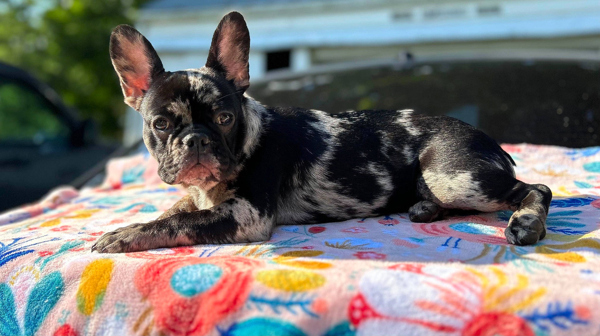 Mia joined the competition — help win amazing prizes! boston_terrier, bulldog, canidae, carmine, carnivore, companion_dog, dog, dog_breed, ear, fawn, french_bulldog, grass, non_sporting_group, snout, sporting_group, terrestrial_animal, toy_dog, whiskers, working_animal