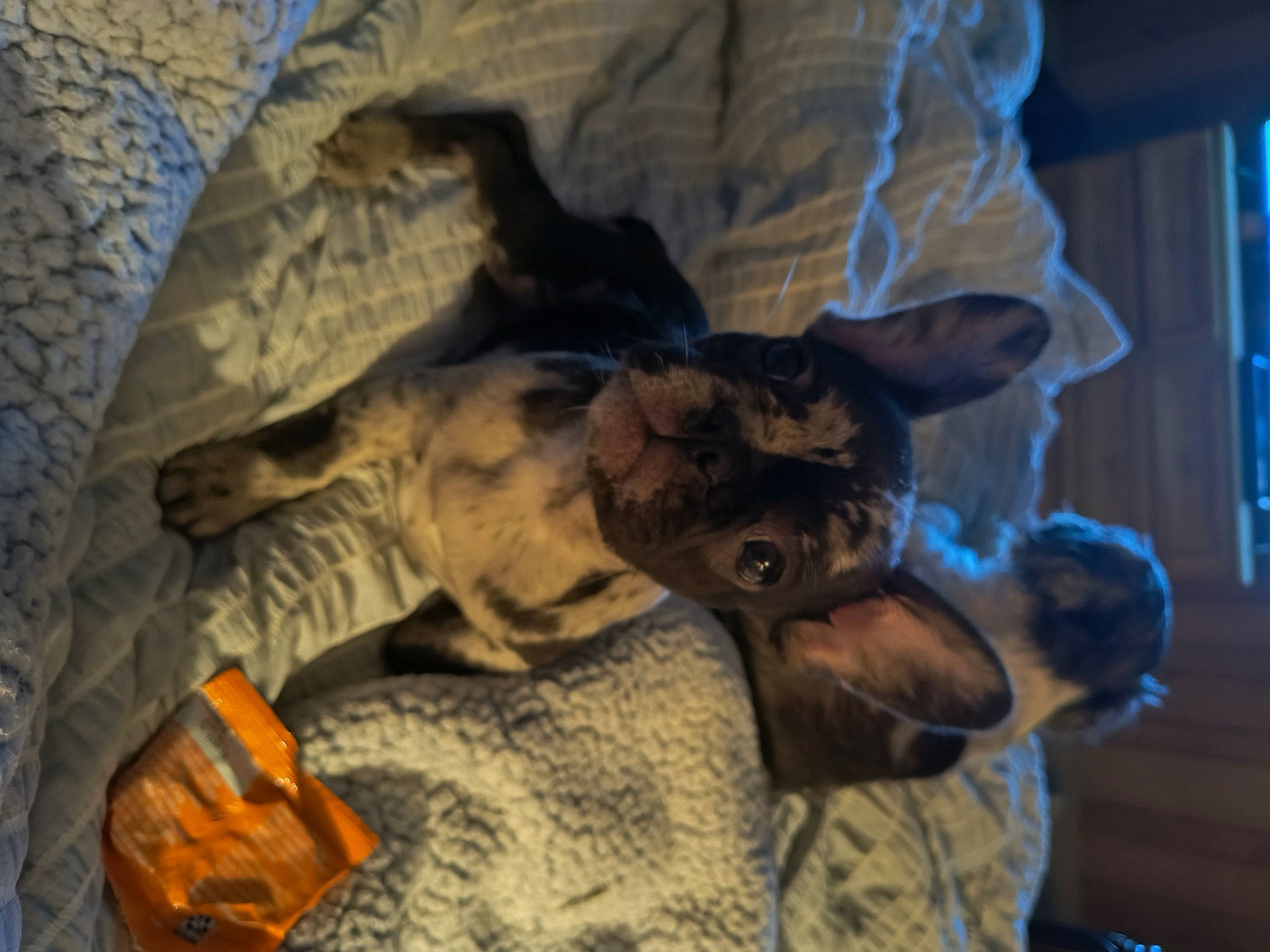 Mia is registered to the contest to win money with this photo: bat, canidae, carnivore, cat, comfort, dog_breed, domestic_short_haired_cat, fawn, feather, felidae, fur, hat, linens, pattern, small_to_medium_sized_cats, sporting_group, tail, tree, whiskers, wood