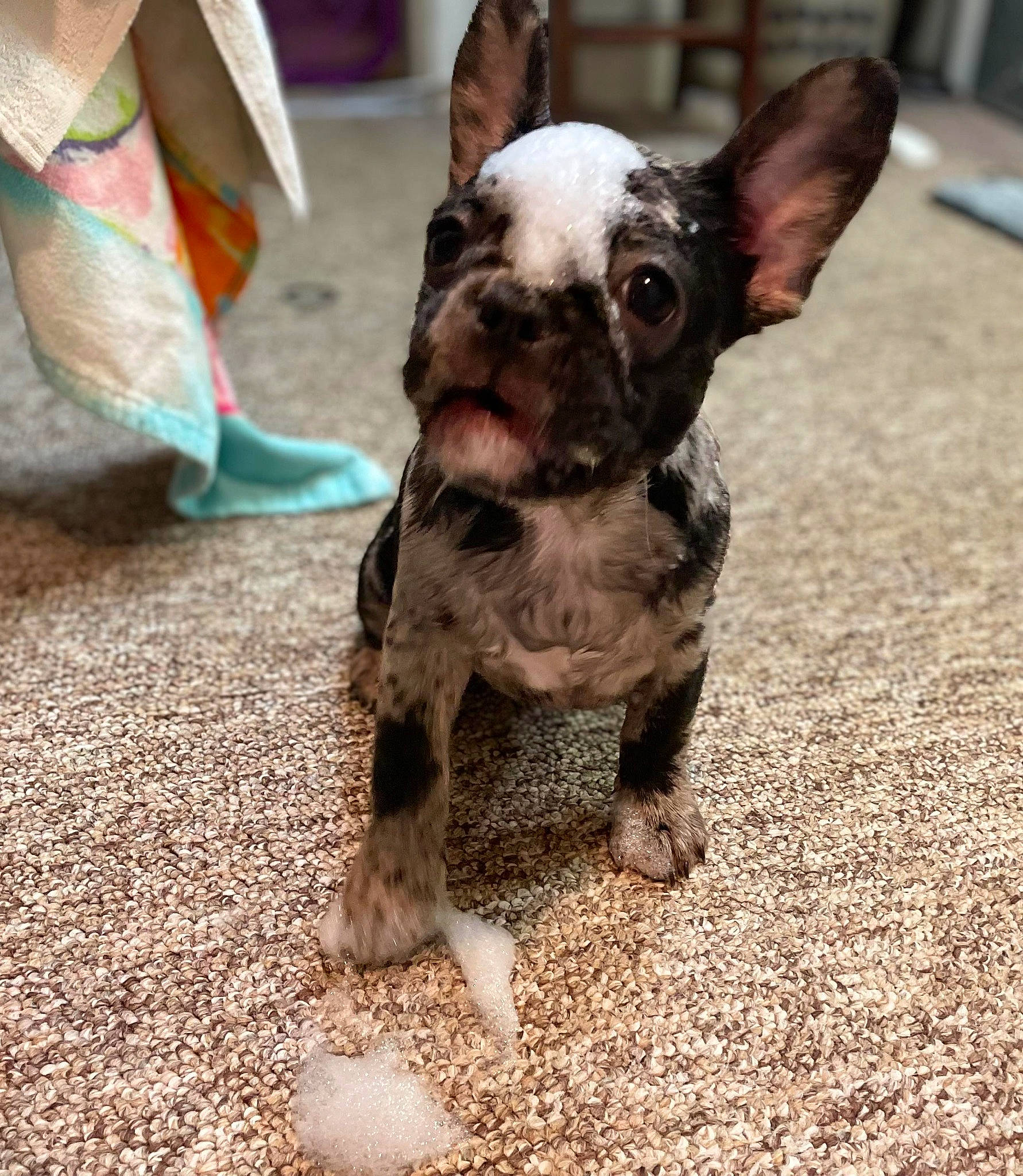 Mia is registered to the contest to win money with this photo: bulldog, canidae, carnivore, collar, companion_dog, dog, dog_breed, dog_collar, ear, fawn, french_bulldog, grass, non_sporting_group, puppy, soil, sporting_group, terrestrial_animal, toy_dog, whiskers, working_animal