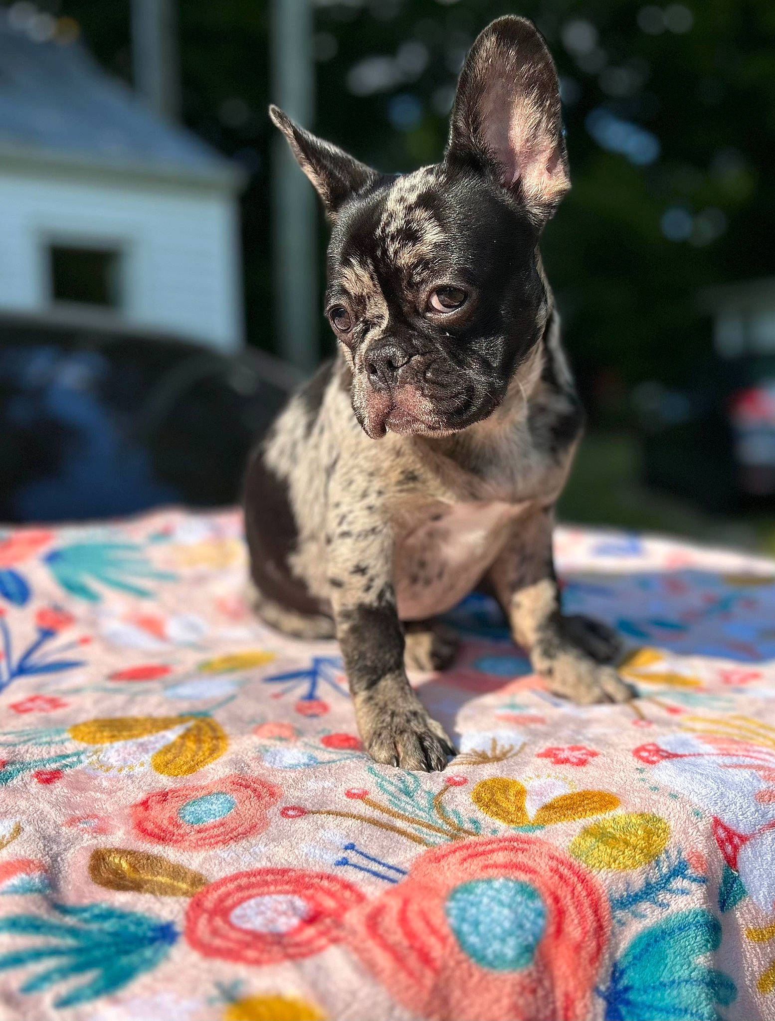 Mia is registered to the contest to win money with this photo: art, bulldog, canidae, carnivore, companion_dog, dog, dog_breed, event, fawn, flooring, french_bulldog, grass, linens, non_sporting_group, snout, sporting_group, terrestrial_animal, toy_dog, whiskers, working_animal