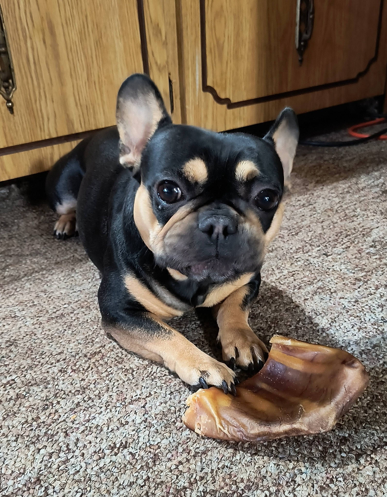 Zya joined the competition — help win amazing prizes! bulldog, canidae, carnivore, companion_dog, dog, dog_breed, ear, eye, fawn, french_bulldog, fur, grass, head, molosser, snout, sporting_group, terrestrial_animal, toy_dog, whiskers, working_animal