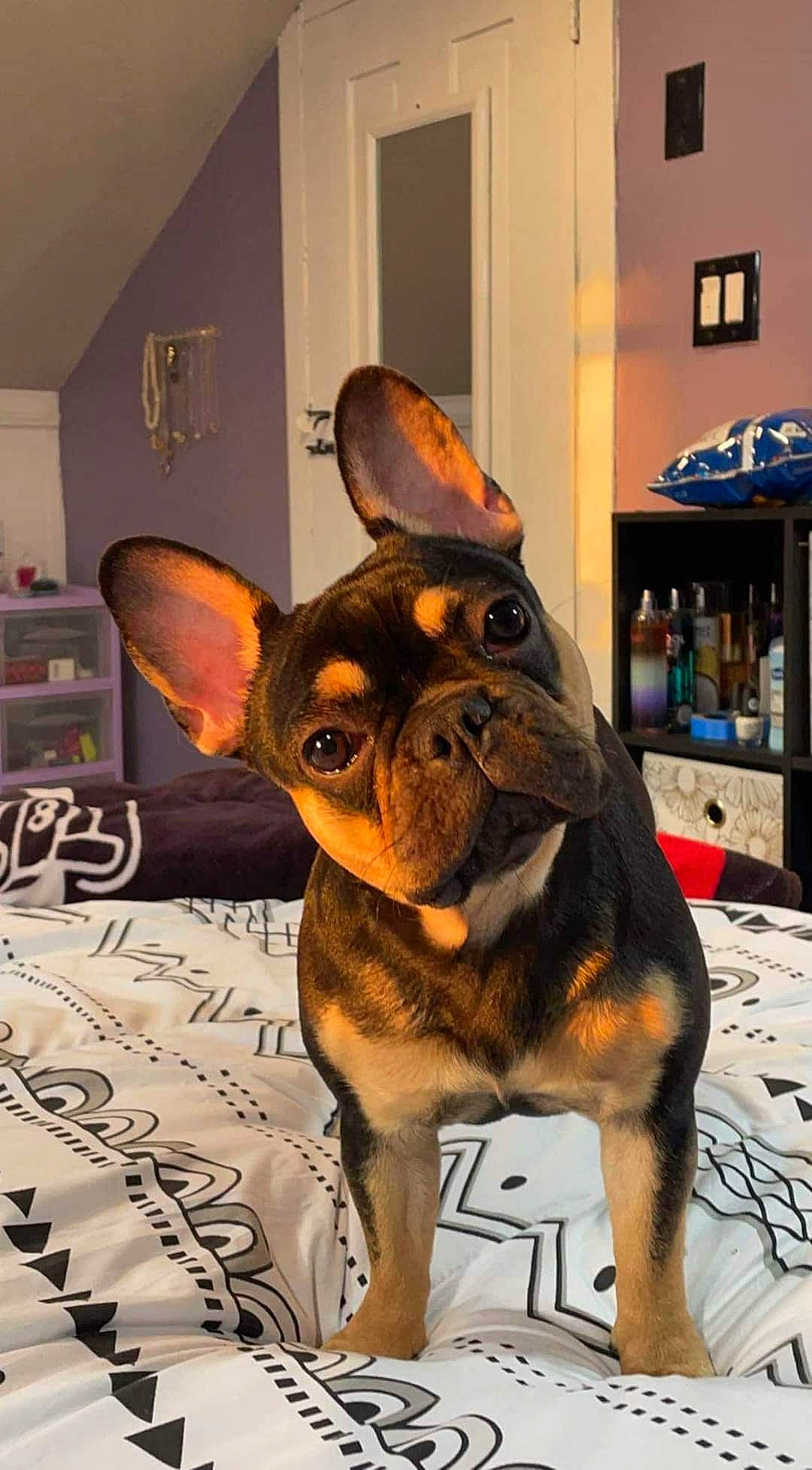 Zya joined the competition — help win amazing prizes! art, canidae, carnivore, companion_dog, dog, dog_breed, ear, event, fawn, fur, guard_dog, liver, picture_frame, prazsky_krysarik, snout, sporting_group, toy, toy_dog, whiskers, working_animal