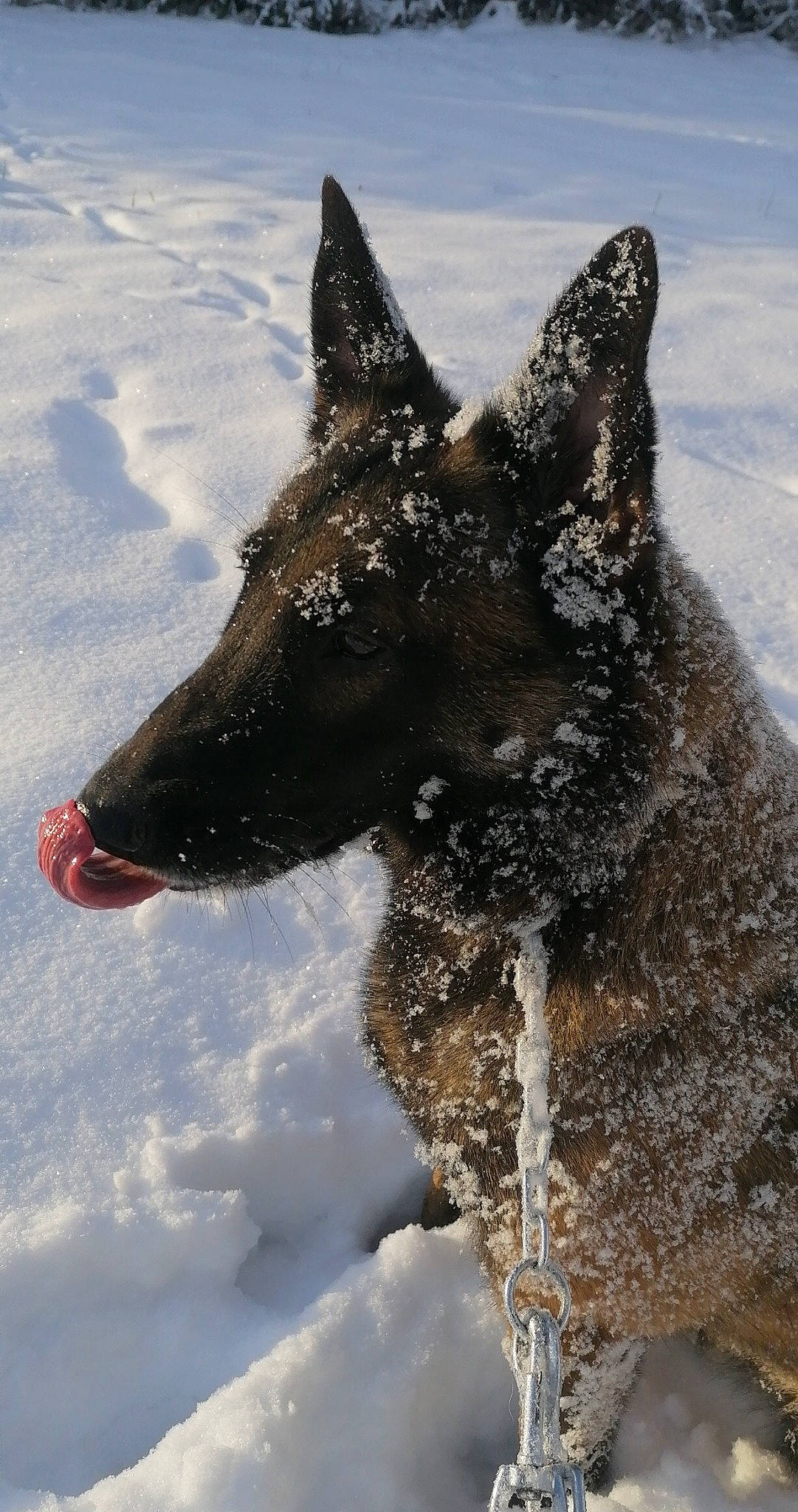 Maïko a rejoint le concours — aidez-le/la à gagner de superbes lots ! canidae, canis, carnivore, dog, dog_breed, east_european_shepherd, freezing, guard_dog, herding_dog, precipitation, snout, snow, sporting_group, terrestrial_animal, vertebrate, water, wildlife, winter, working_animal, working_dog
