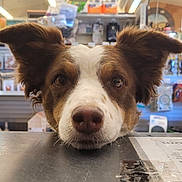 Missy is registered to the contest to win money with this photo: animal, brown_and_white, canine, close_up, counter, curious, cute, dog, ears, face, friendly, indoor, looking, paws, pet_store, pet_supplies, shelves, shop, snacks, store