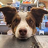 animal, brown_and_white, canine, close_up, counter, curious, cute, dog, ears, face, friendly, indoor, looking, paws, pet_store, pet_supplies, shelves, shop, snacks, store