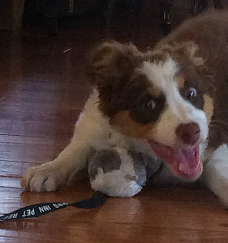 Missy is registered to the contest to win money with this photo: art, carnivore, companion_dog, dog, dog_breed, flooring, fur, hardwood, herding_dog, paw, plank, snout, sporting_group, toy_dog, varnish, whiskers, wood, wood_flooring, wood_stain, working_animal