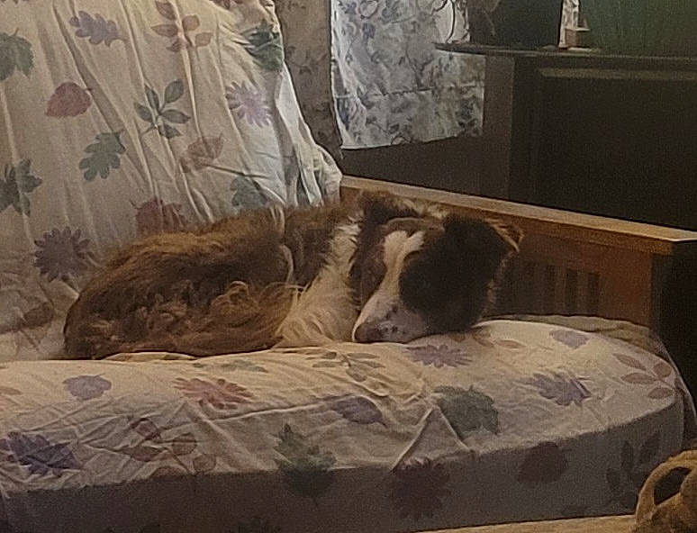 Missu is registered to the contest to win money with this photo: bed, bed_frame, bedding, brown, carnivore, comfort, companion_dog, dog, dog_breed, fawn, floor, flooring, furniture, hardwood, interior_design, linens, room, tints_and_shades, wood, working_animal