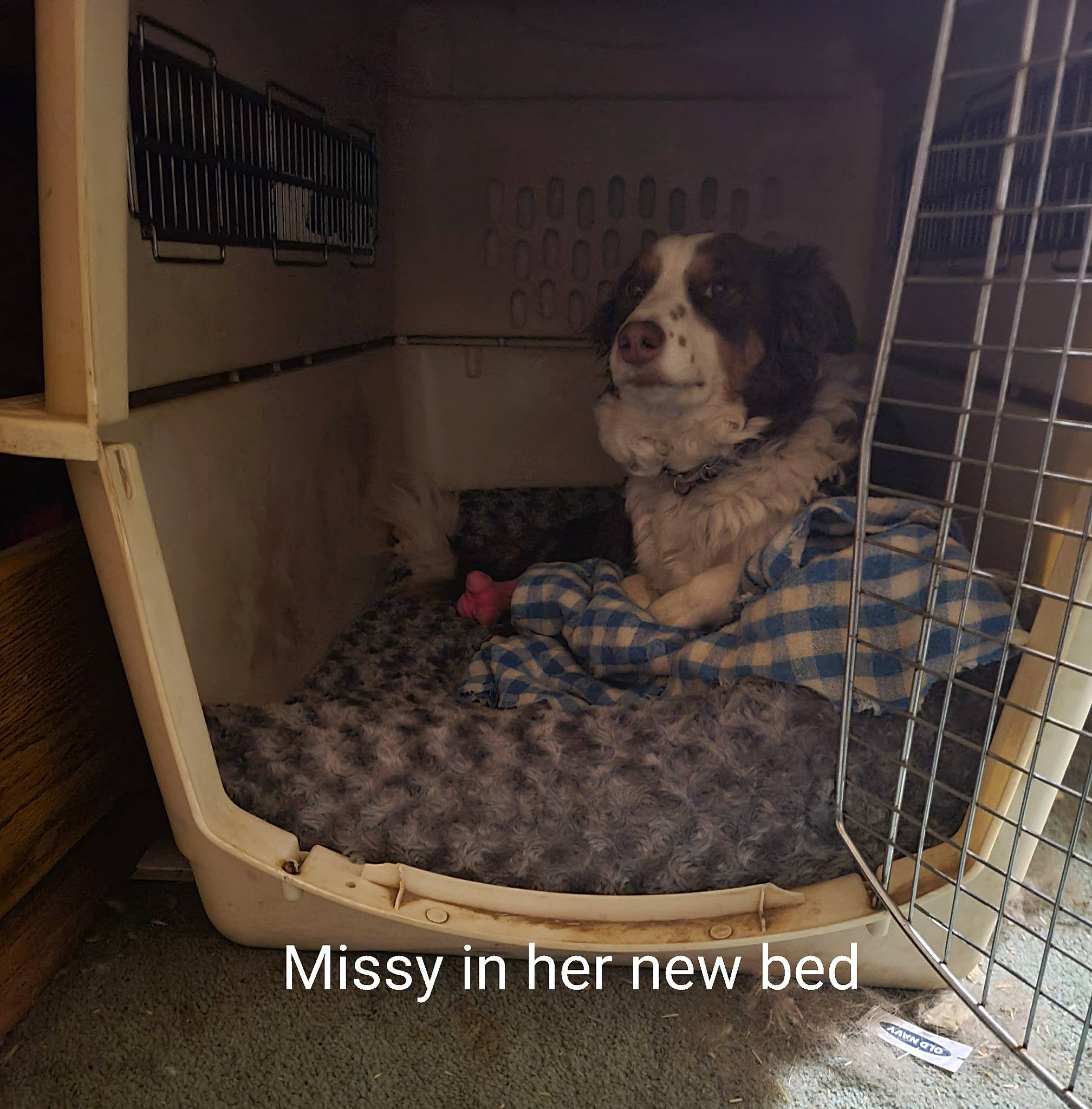 Missu joined the competition — help win amazing prizes! animal_shelter, canidae, carnivore, cavalier_king_charles_spaniel, comfort, companion_dog, dog, dog_bed, dog_breed, dog_crate, dog_supply, flooring, fur, kennel, pattern, pet_supply, sitting, sporting_group, toy_dog, working_animal