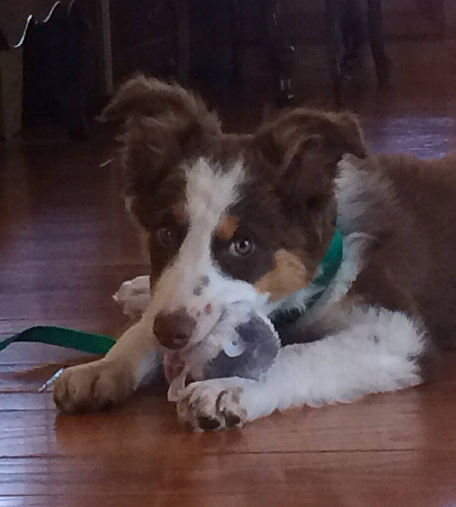 Missu joined the competition — help win amazing prizes! australian_collie, border_collie, canidae, carnivore, companion_dog, dog, dog_breed, flooring, fur, gun_dog, hardwood, herding_dog, plank, snout, sporting_group, varnish, whiskers, wood, working_animal, working_dog