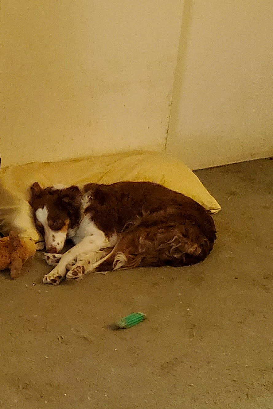 Missy joined the competition — help win amazing prizes! carnivore, cat, dog_breed, domestic_short_haired_cat, fawn, felidae, flooring, hardwood, paw, sand, shadow, small_to_medium_sized_cats, soil, sporting_group, street_dog, tail, terrestrial_animal, tints_and_shades, whiskers, wood