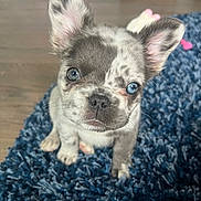 Cali joined the competition — help win amazing prizes! puppy, dog, blue_eyes, speckled, fur, ears, pet, animal, cute, indoor, rug, floor, close_up, small, looking_up, whiskers, nose, pink, background, domestic