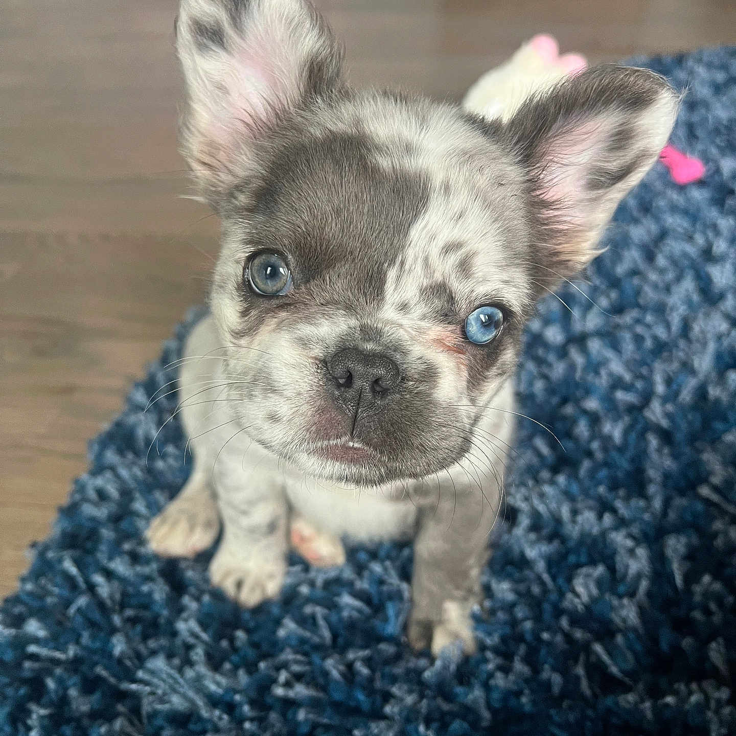 Cali joined the competition — help win amazing prizes! animal, background, blue_eyes, close_up, cute, dog, domestic, ears, floor, fur, indoor, looking_up, nose, pet, pink, puppy, rug, small, speckled, whiskers