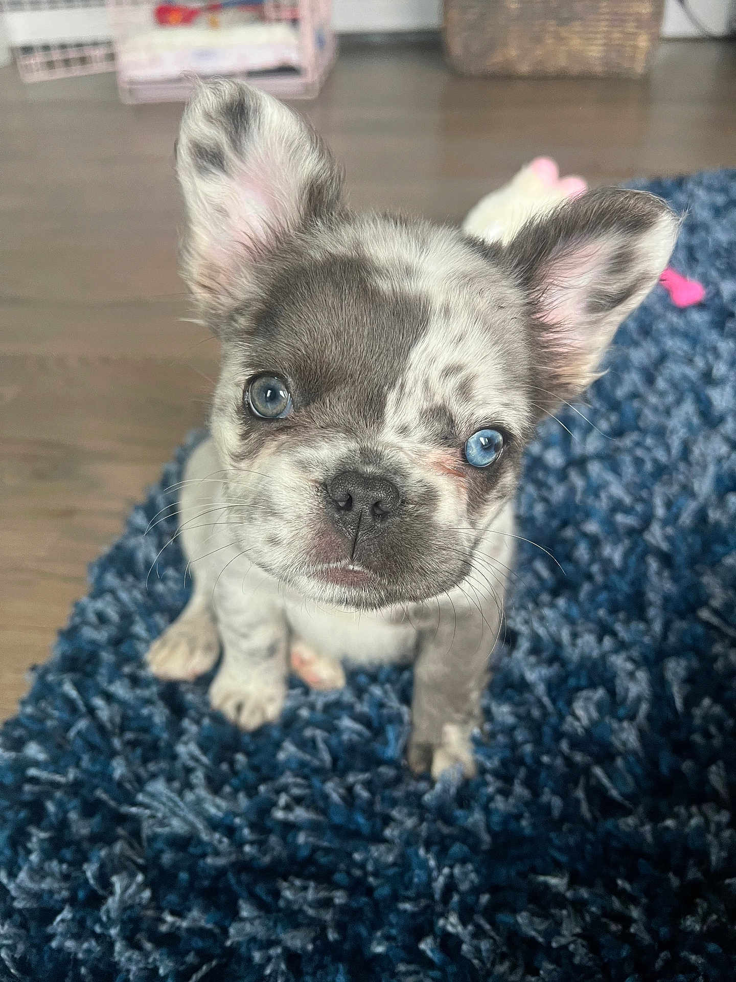 Cali