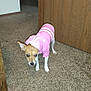 Harper Jade joined the competition — help win amazing prizes! animal, apparel, brown_and_white, canine, carpet, coat, curious, dog, domestic, ears, floor, house, indoor, looking, one_ear_up, pet, pink_raincoat, small_dog, standing, wooden_door