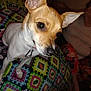 Harper Jade is registered to the contest to win money with this photo: animal, blanket, brown, carpet, close_up, collar, couch, curious, dog, ears, face, floral_pants, home, indoor, patterned_blanket, person, pet, sitting, small_dog, white