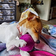 Harper Jade is registered to the contest to win money with this photo: blanket, canine, chewing, collar, colorful, cozy, cute, dog, dresser, furniture, home, indoor, living_room, paw, pet, playing, relaxing, resting, television, toy