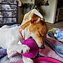 blanket, canine, chewing, collar, colorful, cozy, cute, dog, dresser, furniture, home, indoor, living_room, paw, pet, playing, relaxing, resting, television, toy